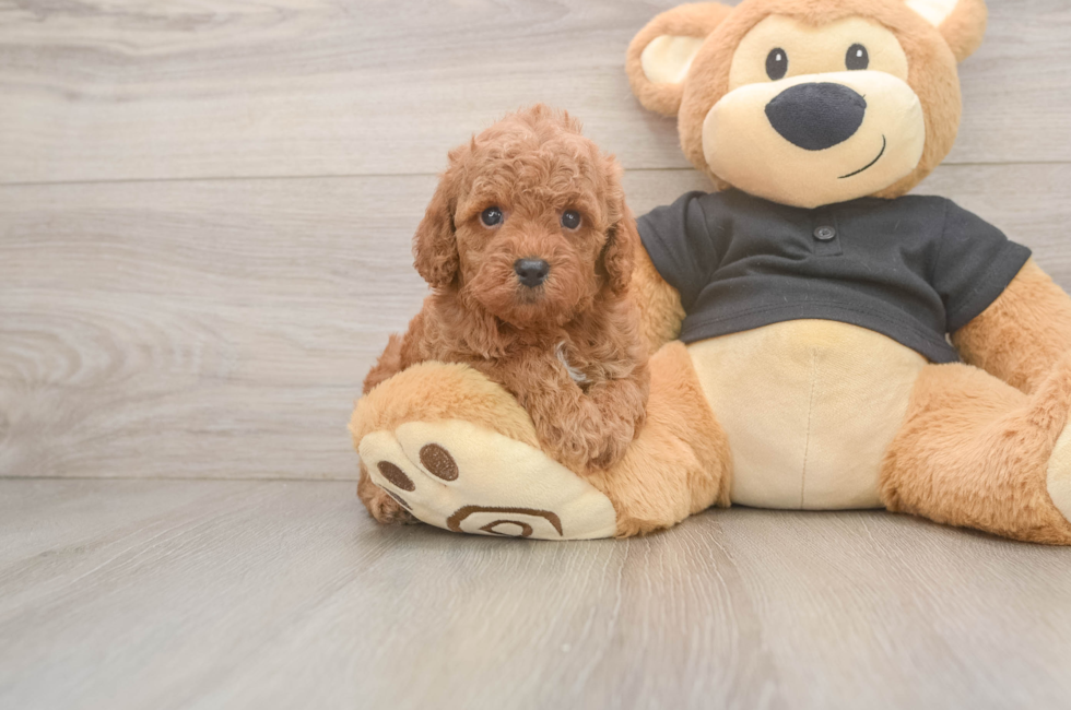 5 week old Poodle Puppy For Sale - Pilesgrove Pups