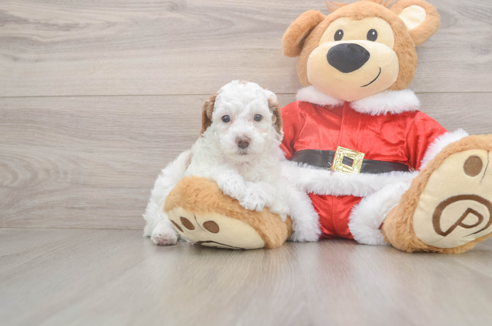 6 week old Poodle Puppy For Sale - Pilesgrove Pups