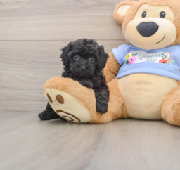 7 week old Poodle Puppy For Sale - Pilesgrove Pups