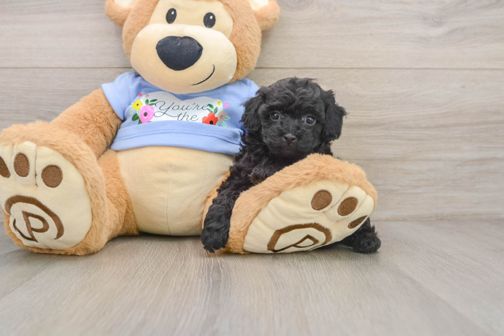 Poodle Pup Being Cute