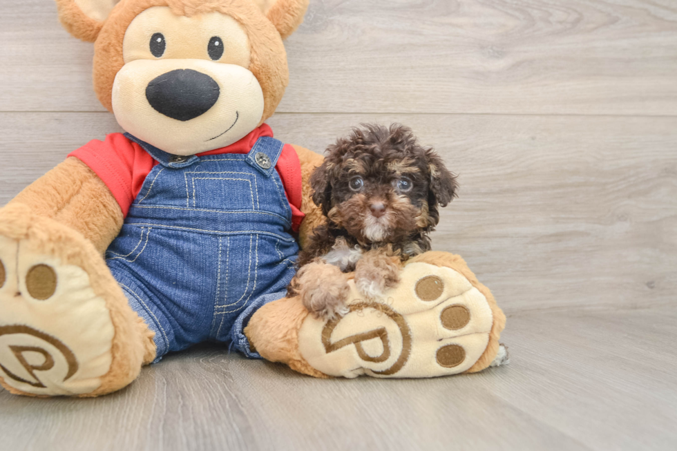 Best Poodle Baby