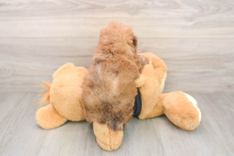 Energetic Pudel Purebred Puppy