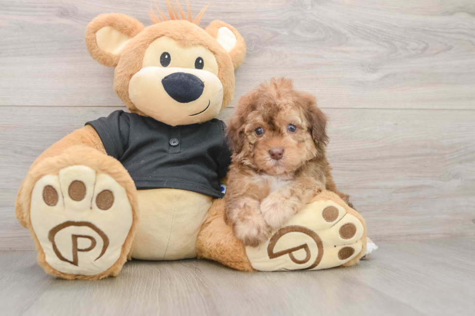 Poodle Pup Being Cute