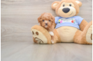 Playful Poodle Baby