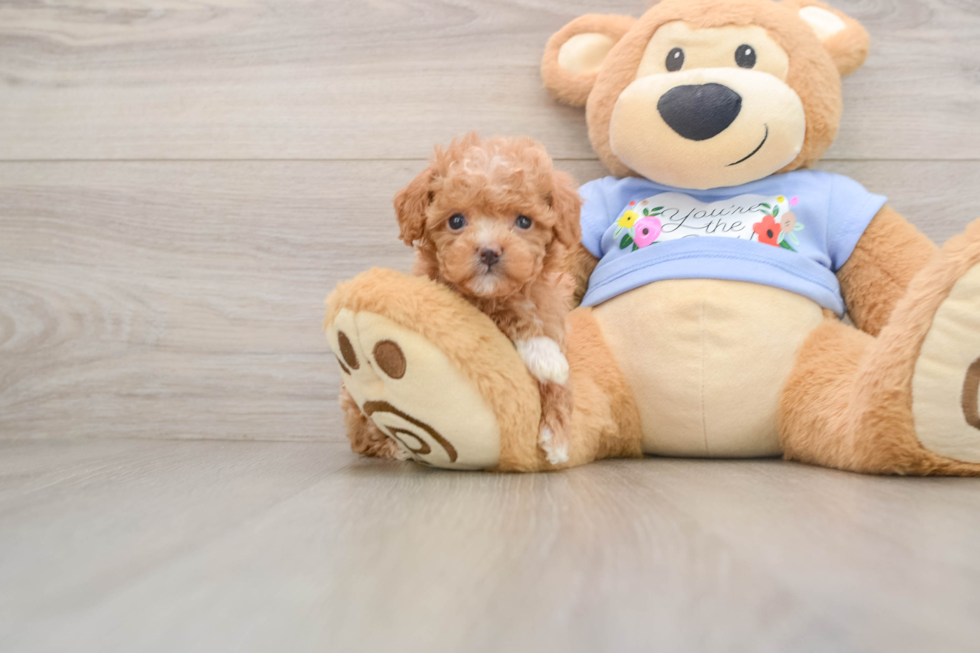 Playful Poodle Baby