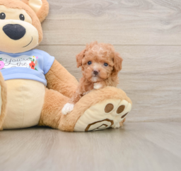 6 week old Poodle Puppy For Sale - Pilesgrove Pups