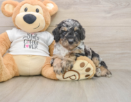 8 week old Poodle Puppy For Sale - Pilesgrove Pups