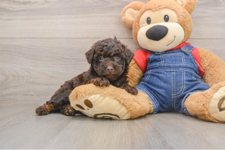 Best Poodle Baby