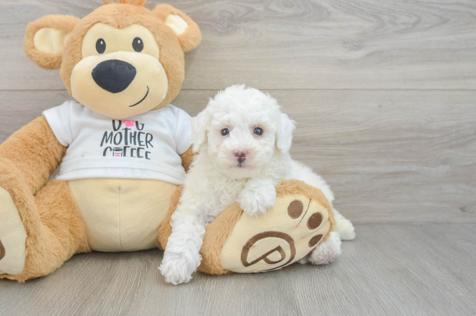 7 week old Poodle Puppy For Sale - Pilesgrove Pups
