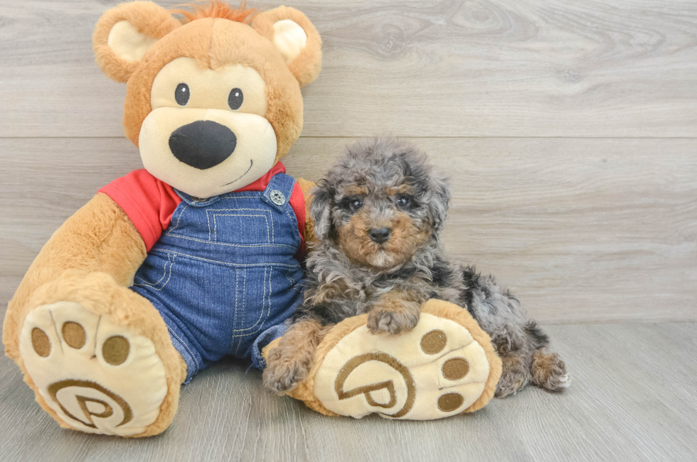 6 week old Poodle Puppy For Sale - Pilesgrove Pups