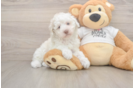 Poodle Pup Being Cute