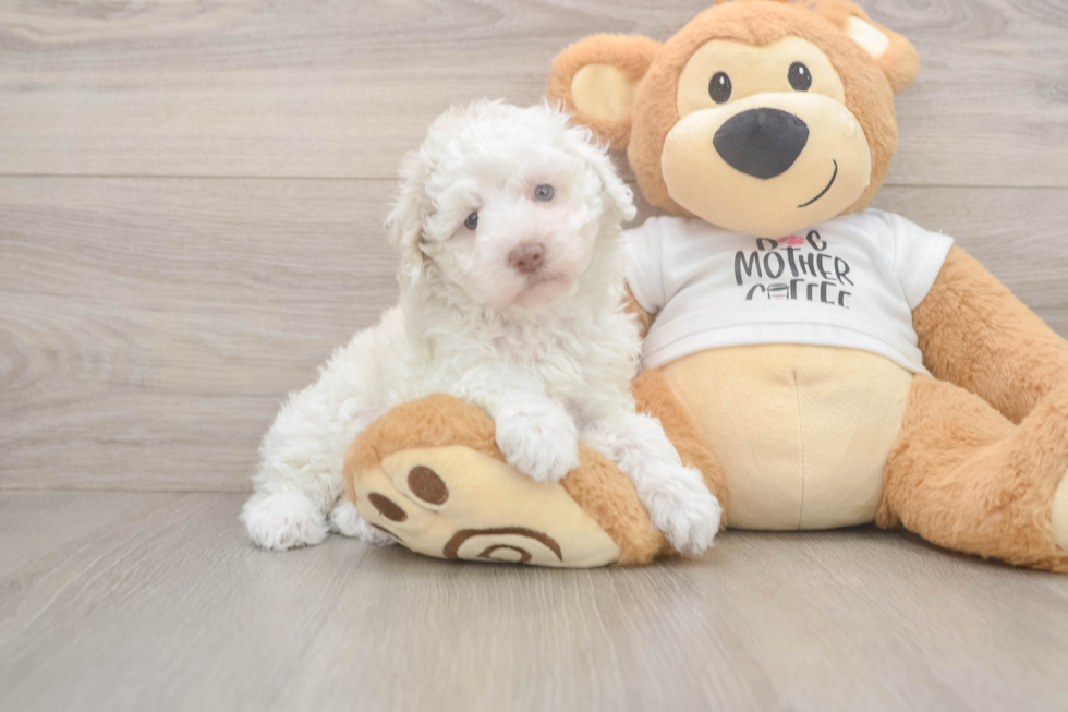 Poodle Pup Being Cute