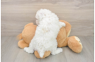 Friendly Poodle Purebred Pup