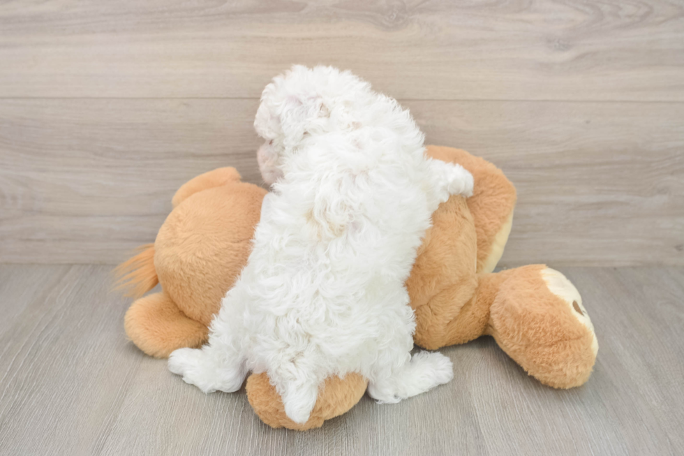 Friendly Poodle Purebred Pup