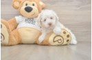 Best Poodle Baby