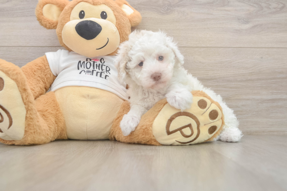 Best Poodle Baby