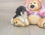 8 week old Poodle Puppy For Sale - Pilesgrove Pups