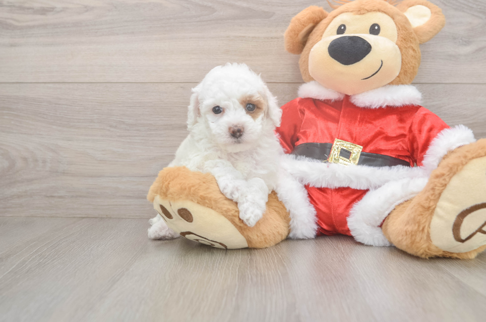 6 week old Poodle Puppy For Sale - Pilesgrove Pups