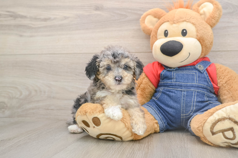Best Poodle Baby