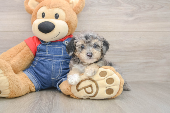 Energetic Pooodle Purebred Puppy