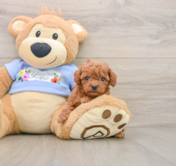 6 week old Poodle Puppy For Sale - Pilesgrove Pups