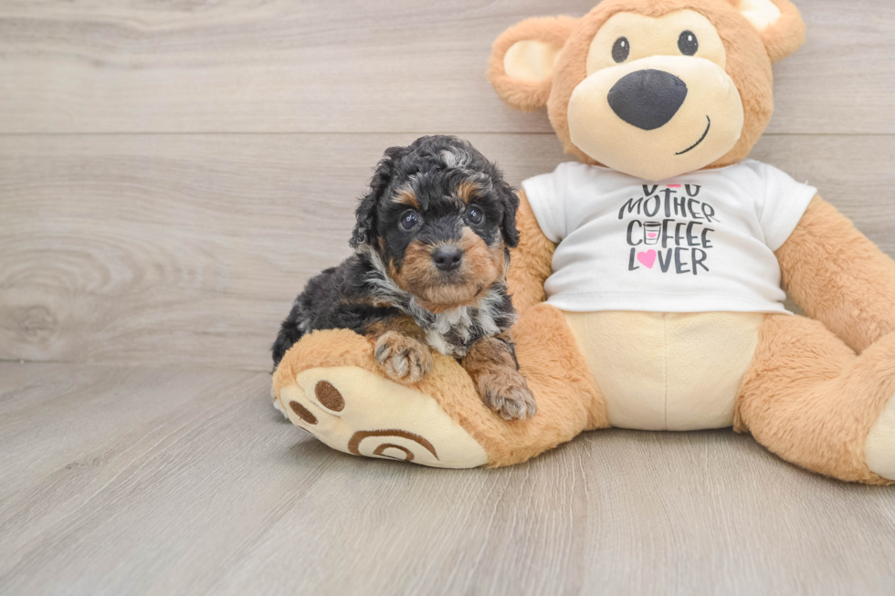 Funny Poodle Baby
