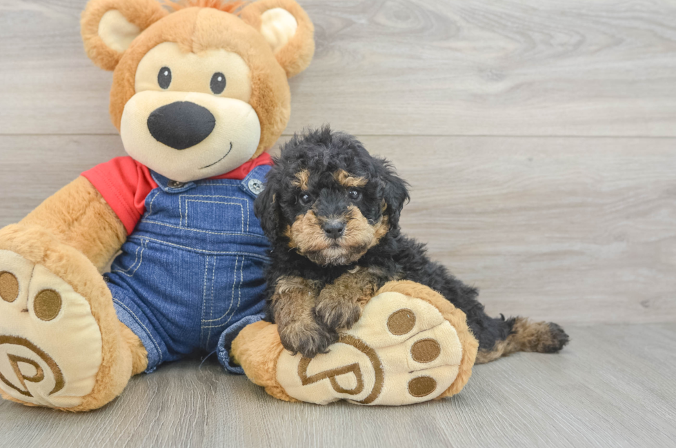 5 week old Poodle Puppy For Sale - Pilesgrove Pups