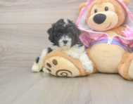 8 week old Poodle Puppy For Sale - Pilesgrove Pups