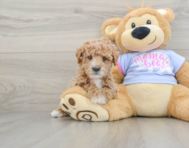 6 week old Poodle Puppy For Sale - Pilesgrove Pups