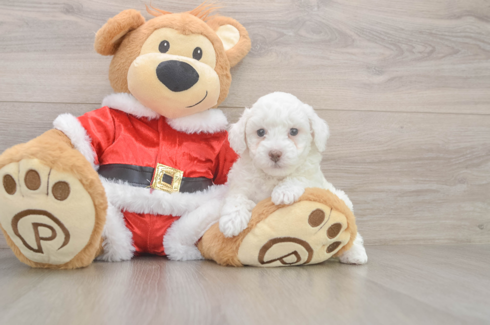 6 week old Poodle Puppy For Sale - Pilesgrove Pups