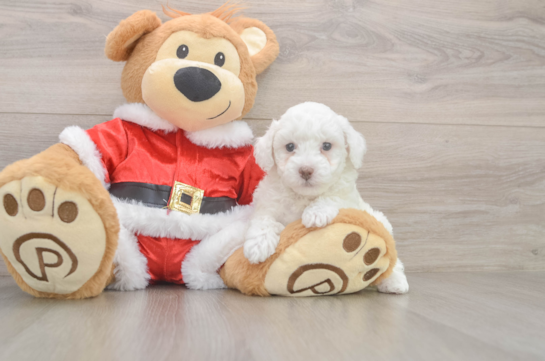 Poodle Pup Being Cute