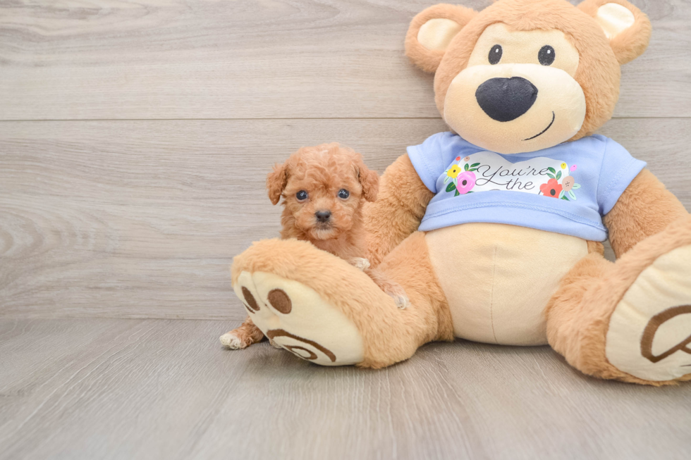 Best Poodle Baby