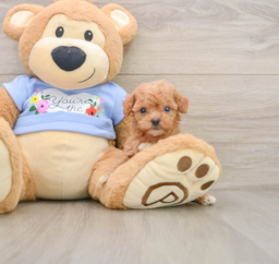 6 week old Poodle Puppy For Sale - Pilesgrove Pups