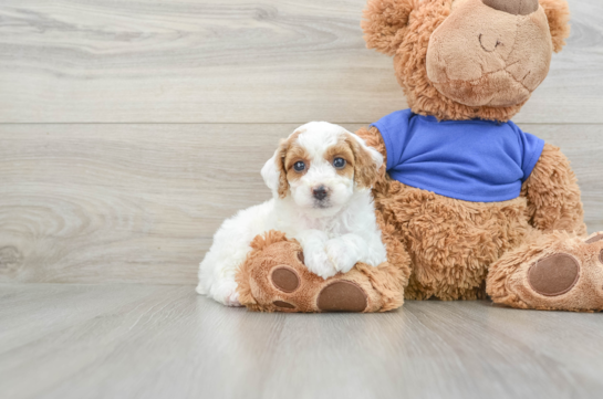 Fluffy Pooodle Purebred Puppy