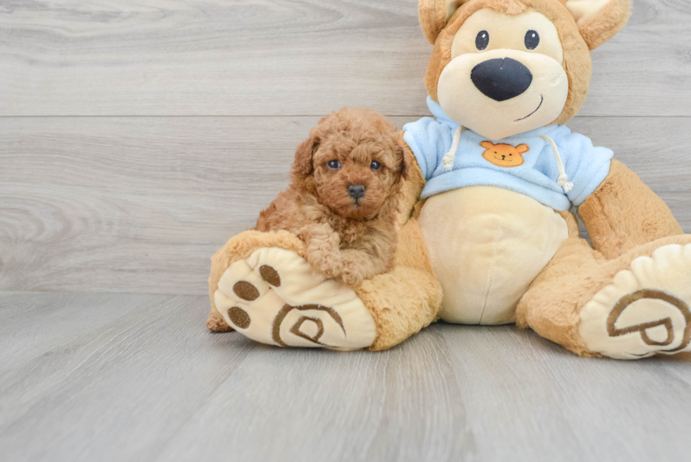 Poodle Pup Being Cute