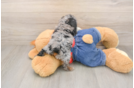 Poodle Pup Being Cute