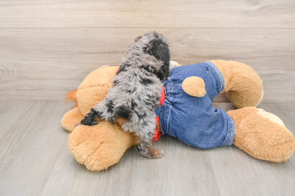 Poodle Pup Being Cute