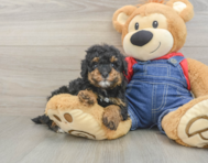 9 week old Poodle Puppy For Sale - Pilesgrove Pups
