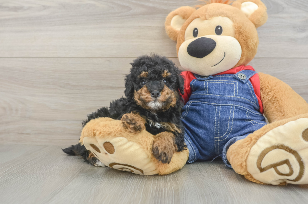 6 week old Poodle Puppy For Sale - Pilesgrove Pups
