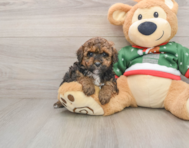 7 week old Poodle Puppy For Sale - Pilesgrove Pups