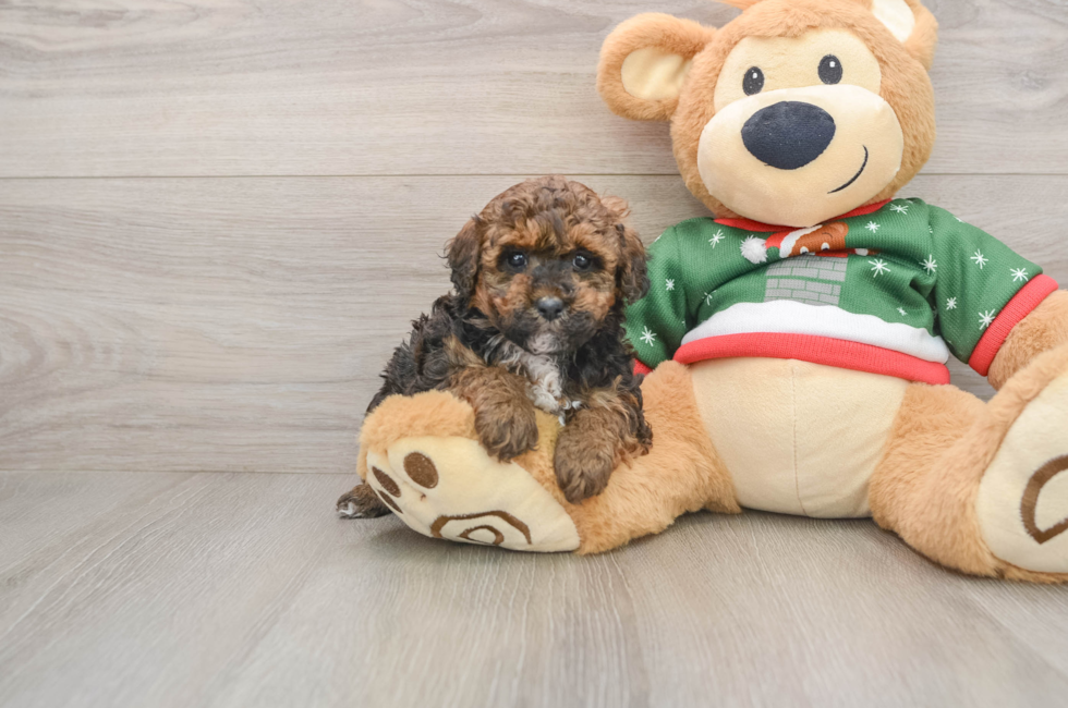 5 week old Poodle Puppy For Sale - Pilesgrove Pups