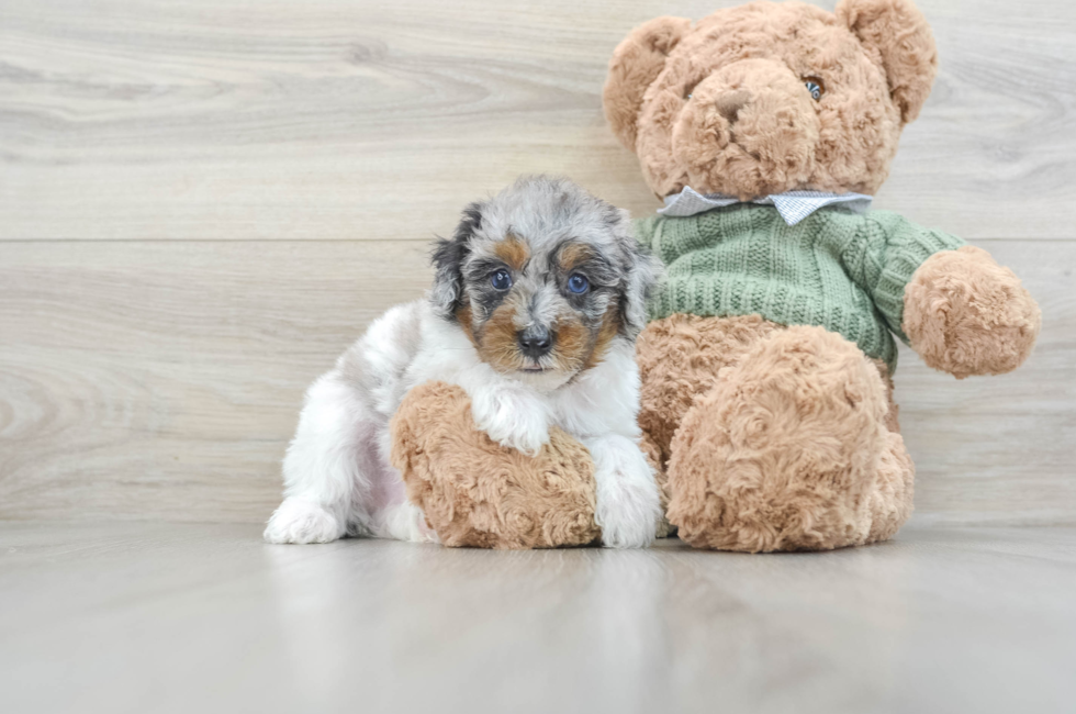 7 week old Poodle Puppy For Sale - Pilesgrove Pups