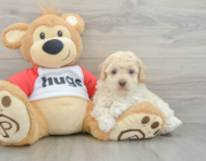 7 week old Poodle Puppy For Sale - Pilesgrove Pups
