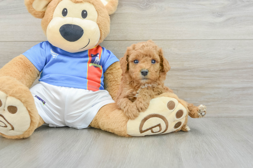5 week old Poodle Puppy For Sale - Pilesgrove Pups