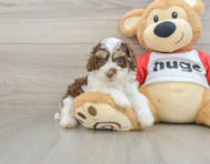 6 week old Poodle Puppy For Sale - Pilesgrove Pups