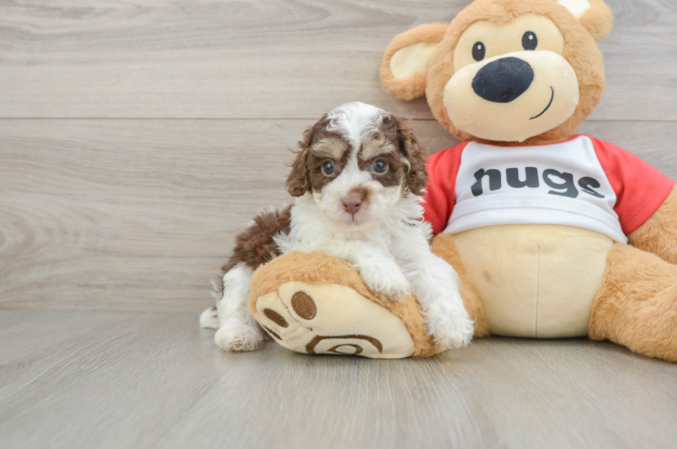 5 week old Poodle Puppy For Sale - Pilesgrove Pups