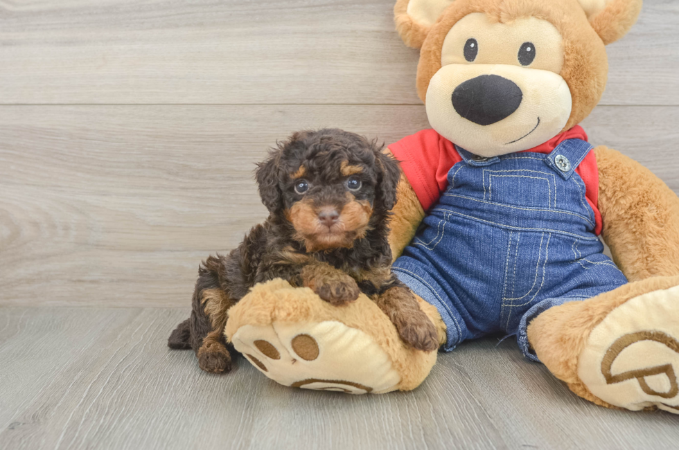 5 week old Poodle Puppy For Sale - Pilesgrove Pups