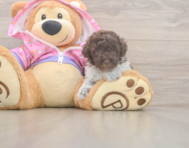 6 week old Poodle Puppy For Sale - Pilesgrove Pups