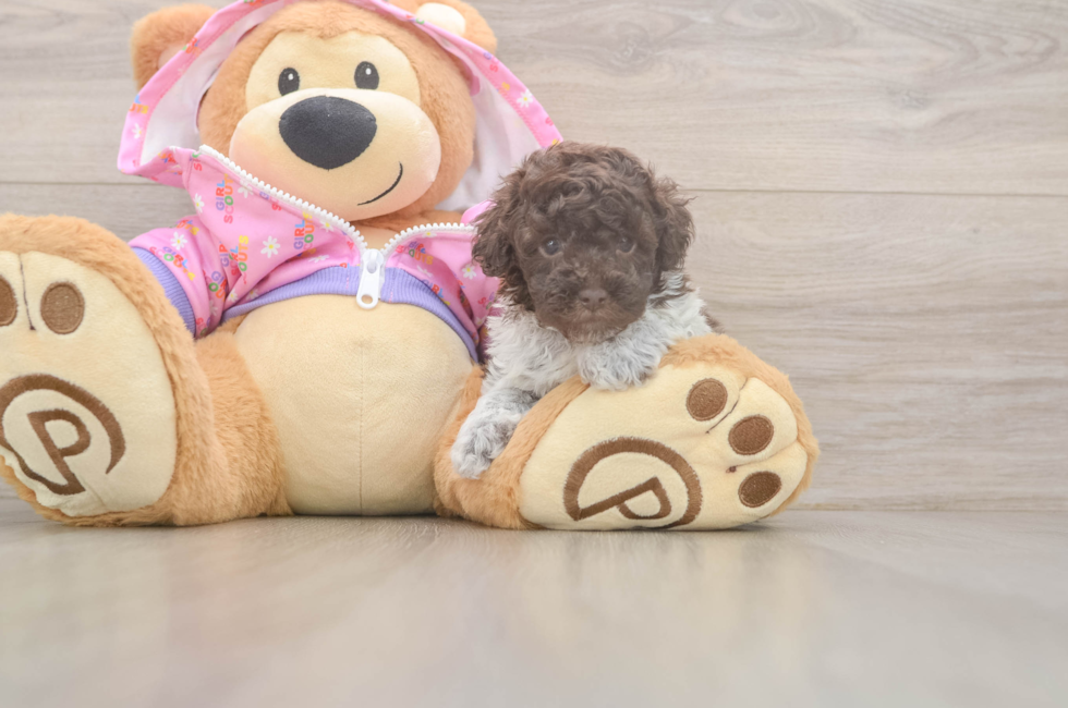 5 week old Poodle Puppy For Sale - Pilesgrove Pups