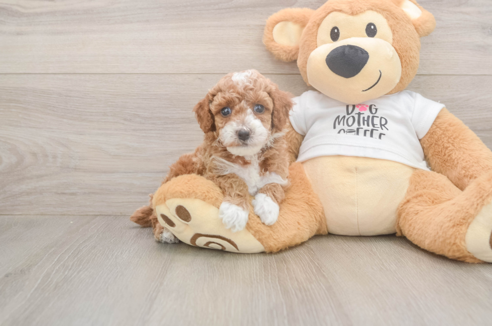5 week old Poodle Puppy For Sale - Pilesgrove Pups